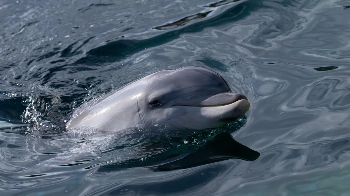 Les dauphins de Marineland n’iront finalement pas au zoo de Beauval après ce nouveau rebondissement