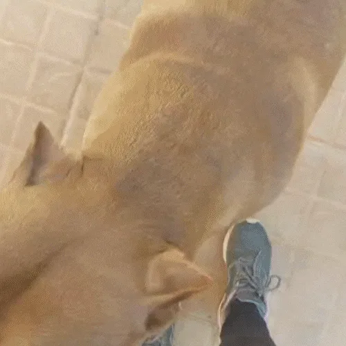 Busca chega ao fim e tutora reencontra pitbulls após 3 dias desaparecidos