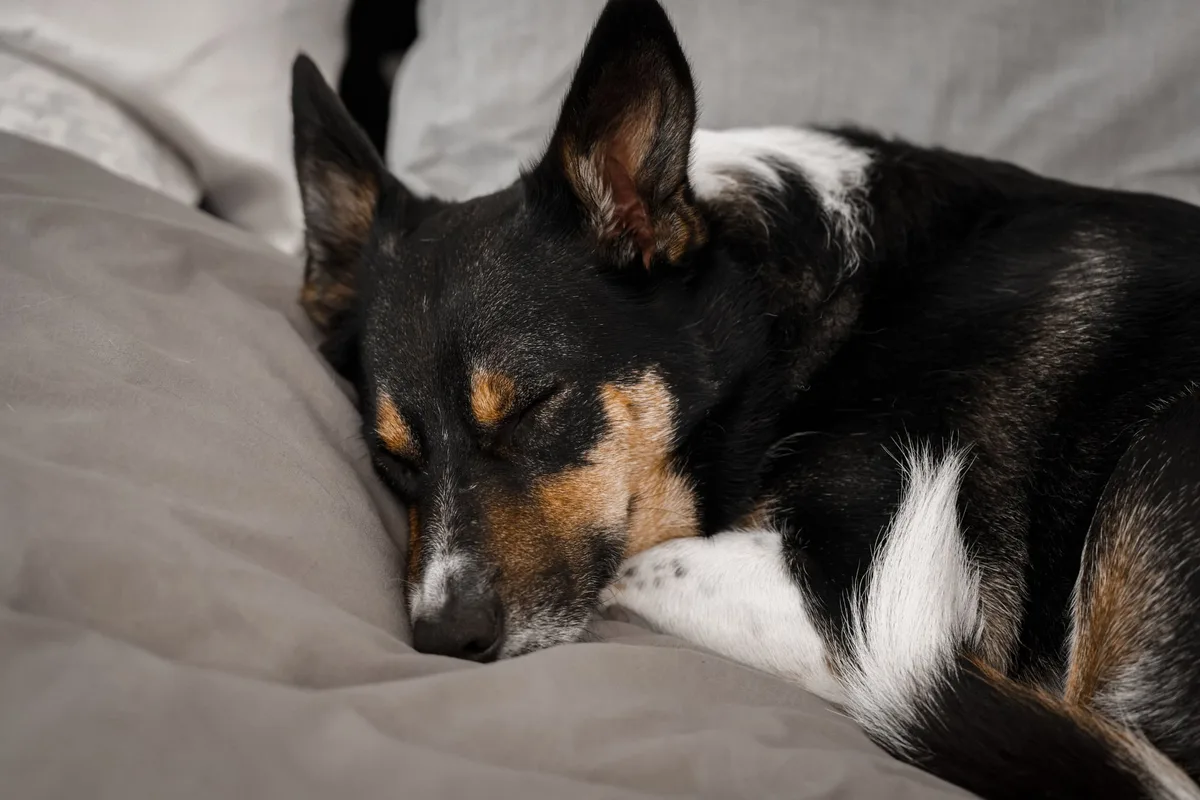 Los veterinarios coinciden al señalar dónde deben dormir los perros cuando hace frío