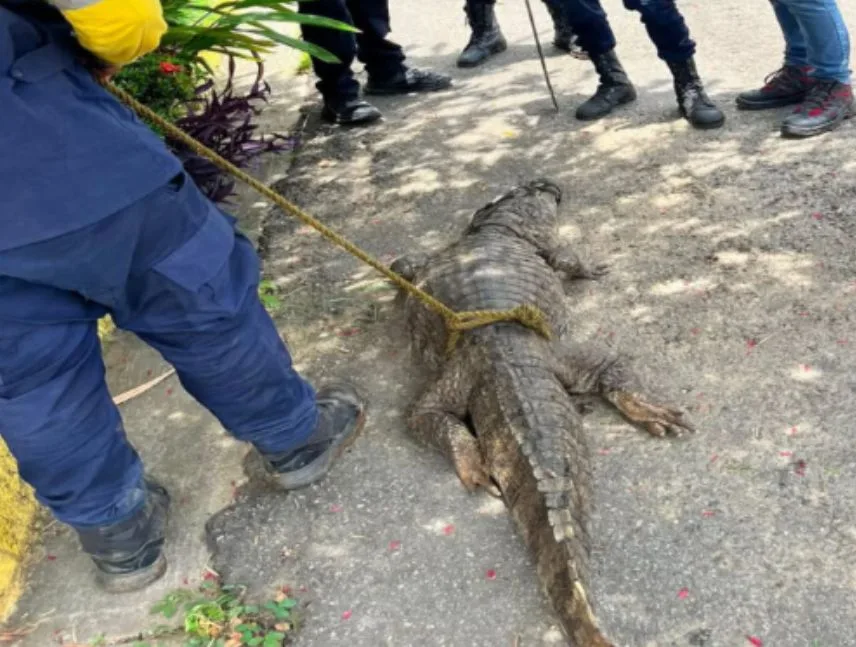Capturaron a un caimán cerca de una escuela en Guárico