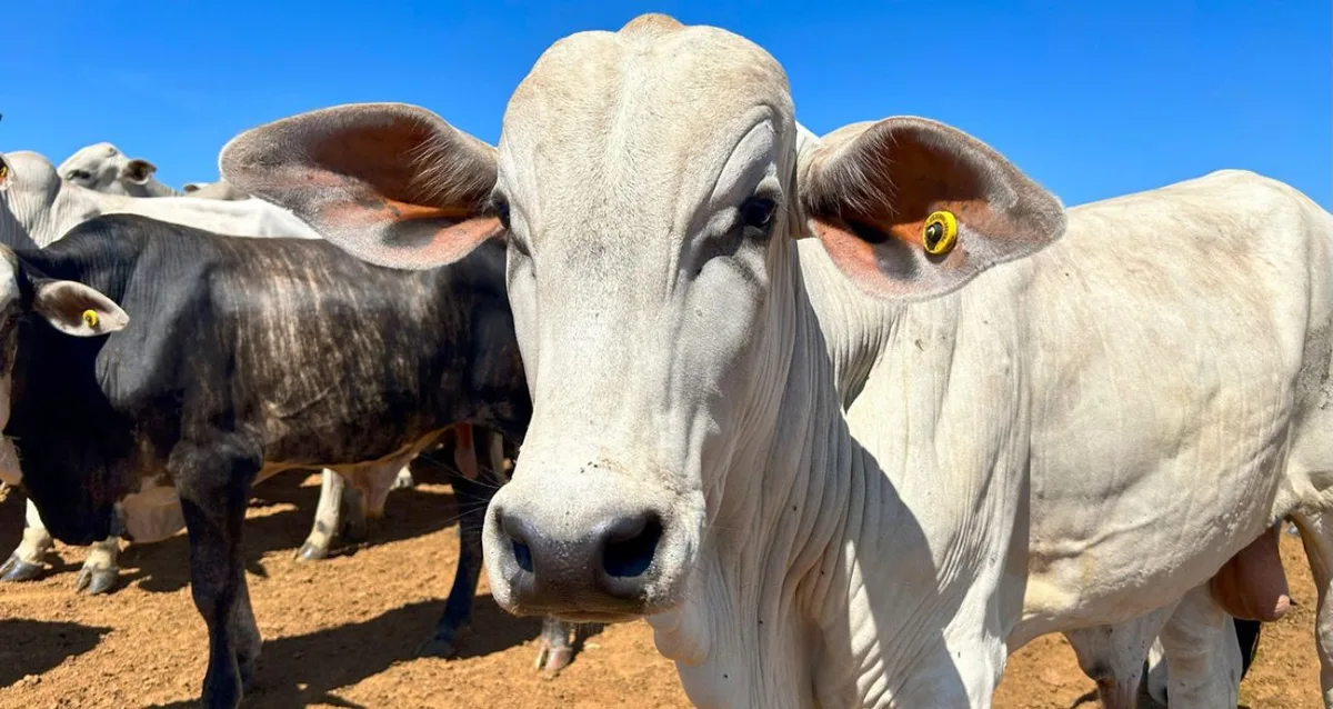 Argentina deve ampliar embarques de carne bovina à China no vácuo do Brasil