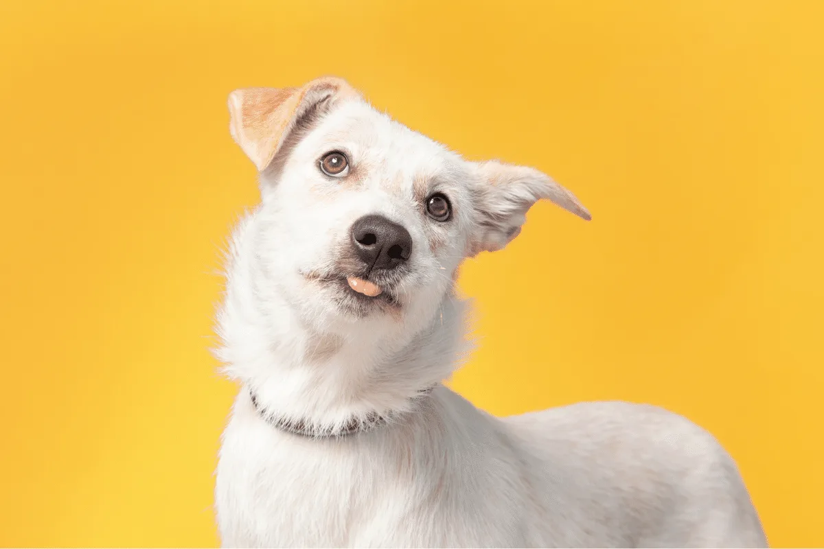 Fã de Rick e Morty? O seu cachorro merece um nome inspirado nos personagens da animação