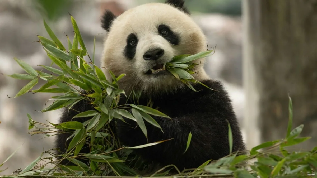 Chinas Staatschef Xi: USA erhalten in Kürze zwei neue Pandas