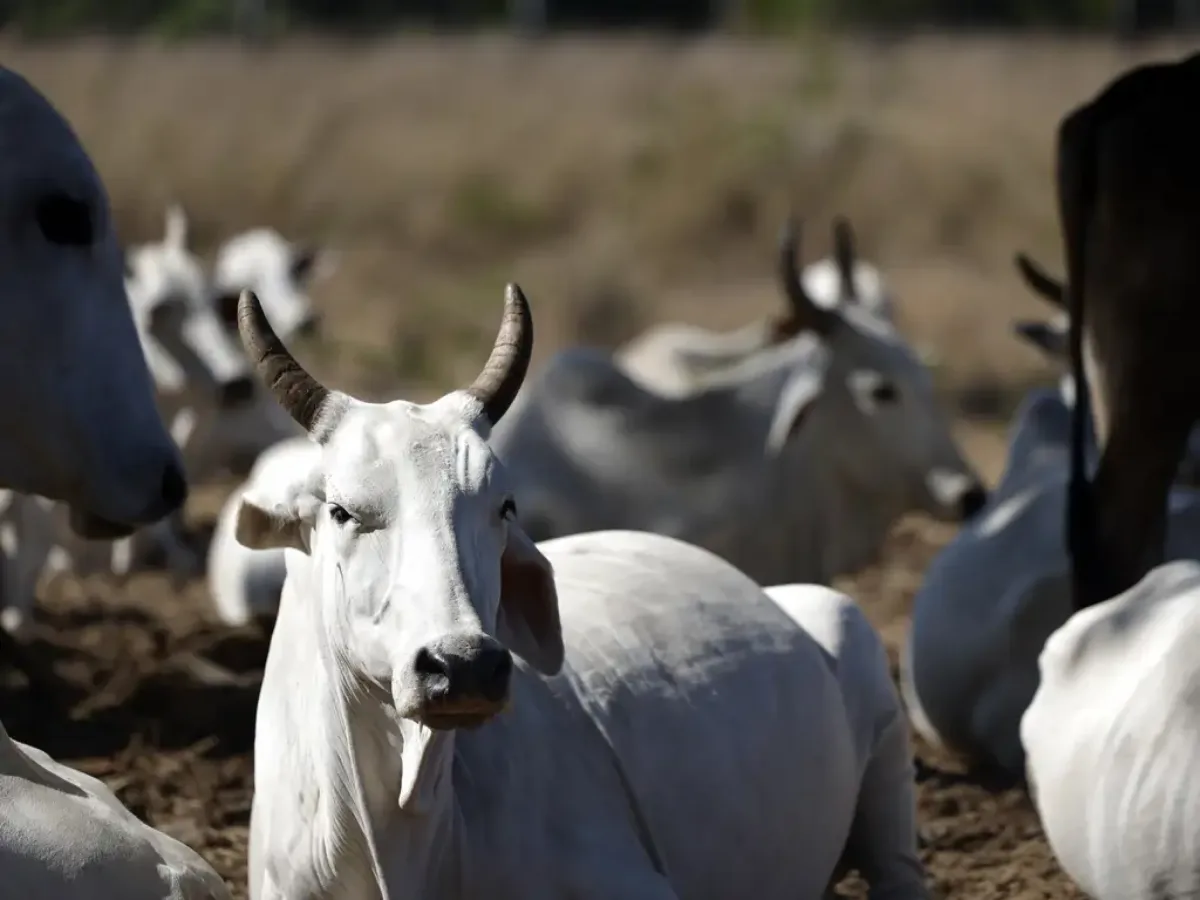 Projetos ampliam rastreabilidade bovina e requalificação de produtores no Pará