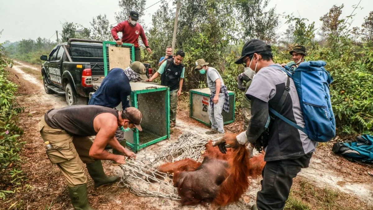 Tierschützer retten dutzende Orang-Utans vor Waldbränden in Indonesien