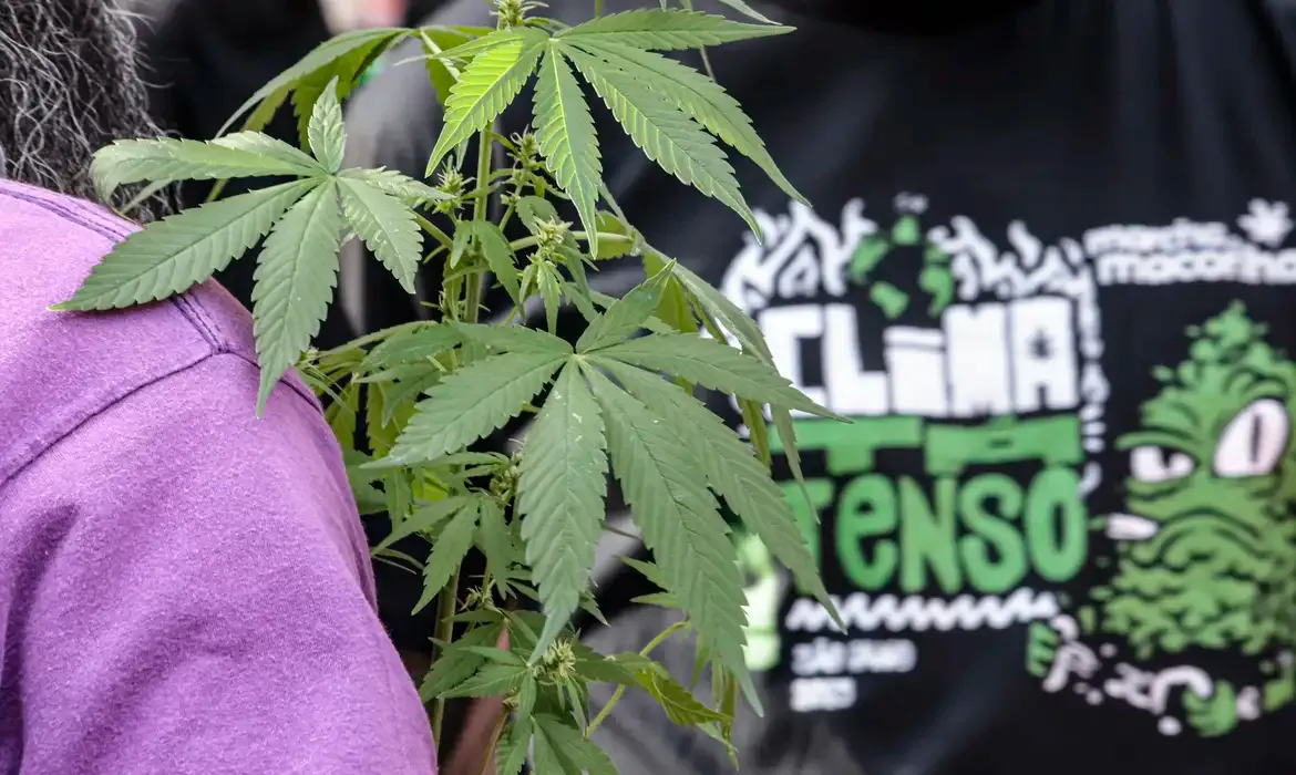 Seis em cada dez flagrantes por drogas viram prisão preventiva