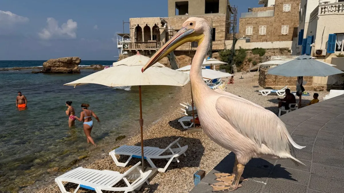 Leben im Libanon: Strandgast mit Kultstatus: Libanons liebster Pelikan