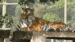 Wildlife park fatal tiger attack - what we know so far