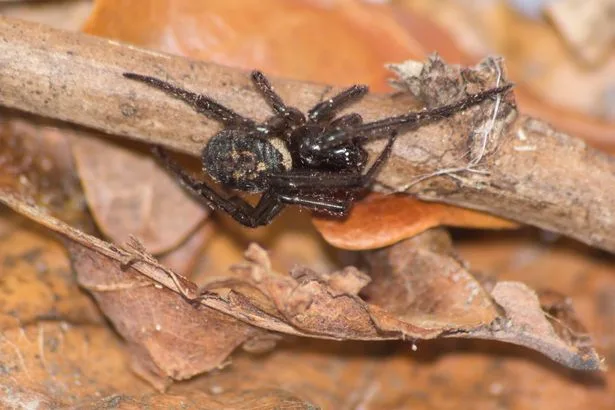 Brits told 'spray this solution around home' to keep spiders out this mating season