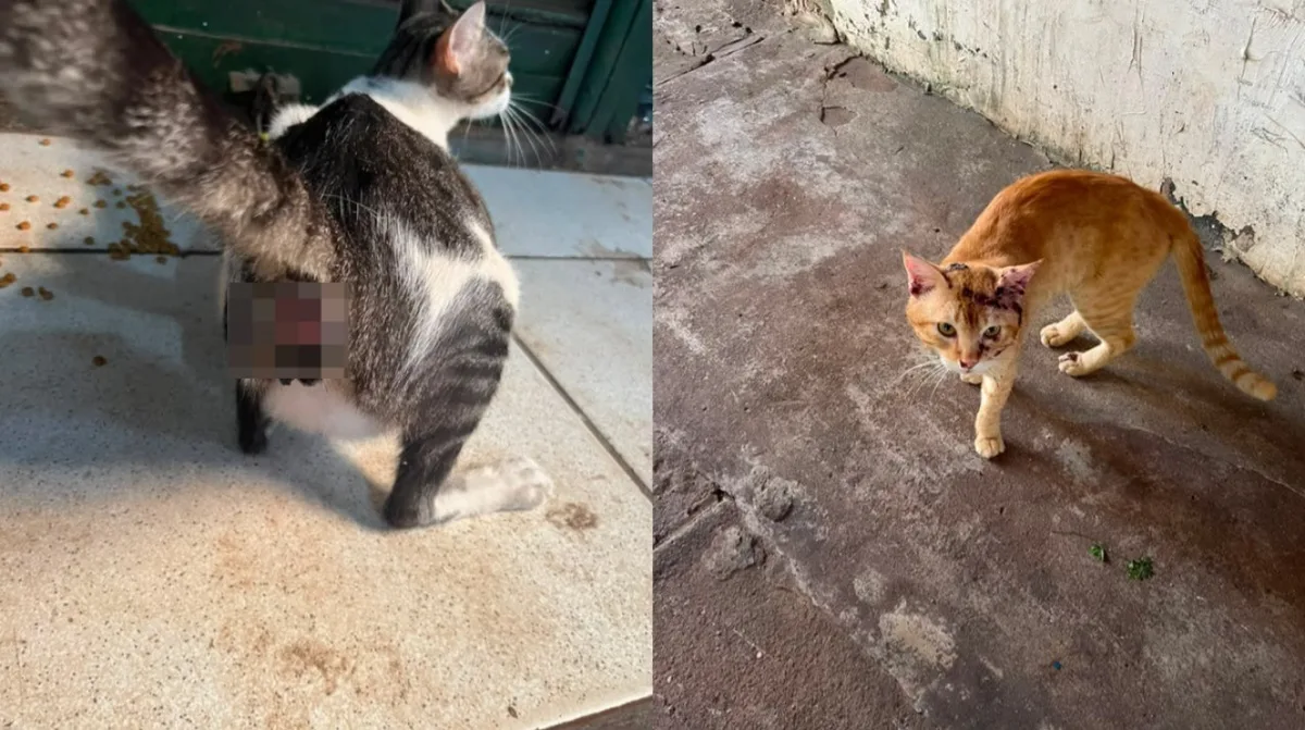 Gatos são encontrados mortos e com sinais de maus-tratos no Mercadão 2000, em Santarém