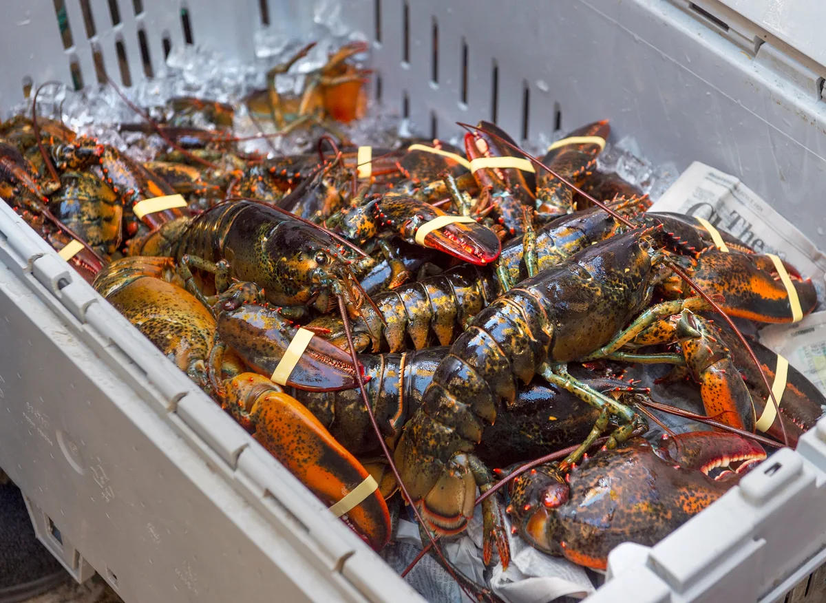 As climate change pushes lobster north, some N.L. fishers want in on the harvest