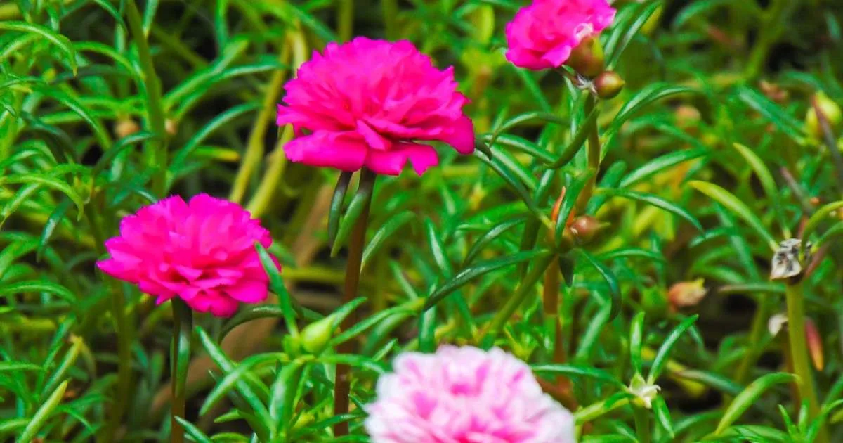 Onze-horas: veja como cultivar e manter a floração colorida