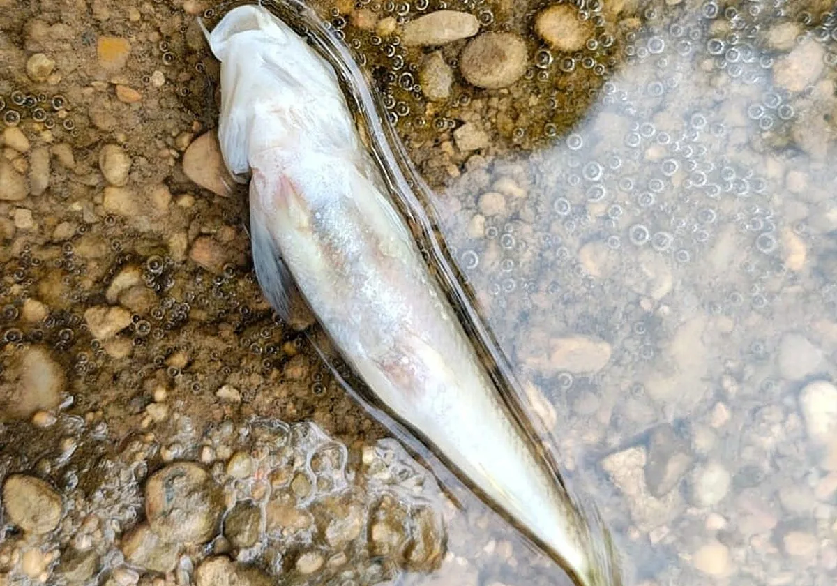 El Seprona investiga la aparición de peces muertos en el Júcar cerca de Villar de Olalla