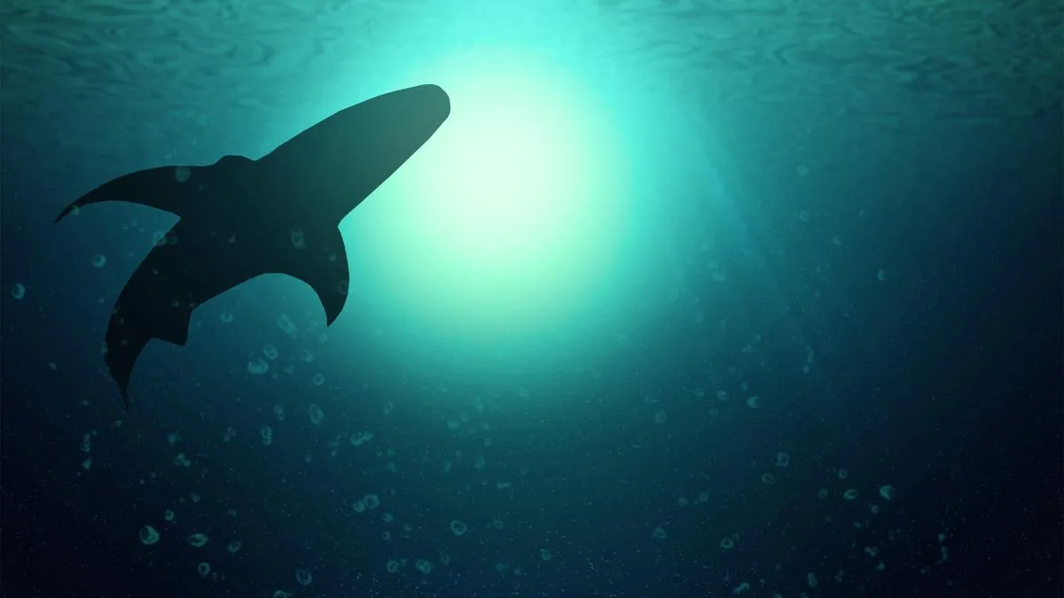 The shark myth is dead: Analysis reveals Australia’s new deadly shark attack reality