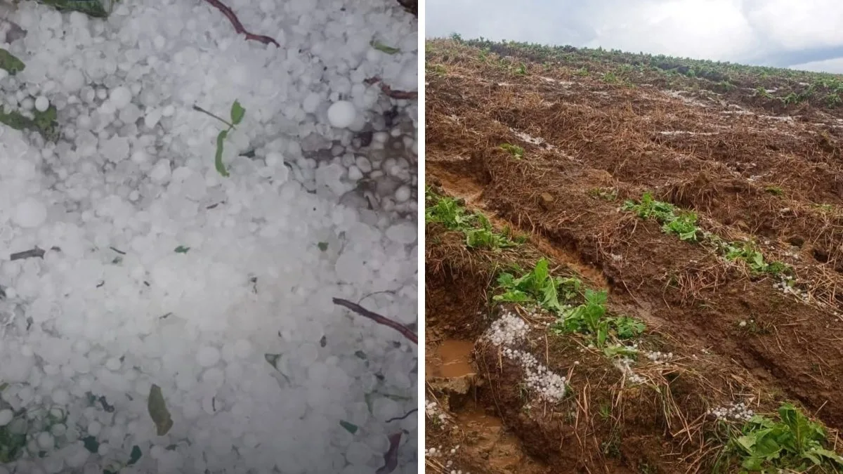 Granizo destrói lavouras de fumo em cidade de SC e estragos acende alerta para condições climáticas