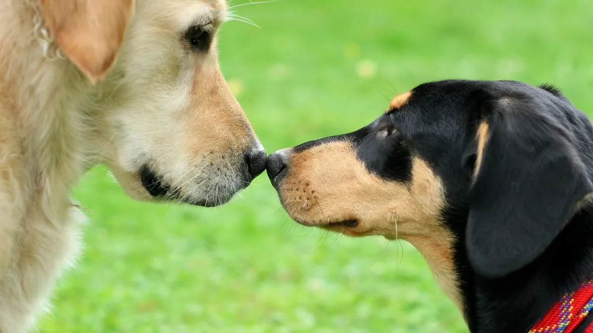 Confirmado por ley: si tienes animales machos y hembras de la misma especie tendrás que esterilizar a uno de los grupos