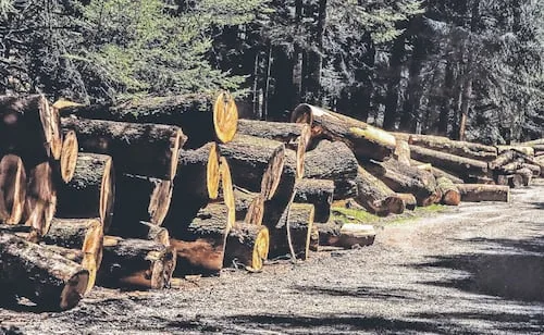 EU toma medidas para permitir la tala de árboles en bosques nacionales; busca construir carreteras