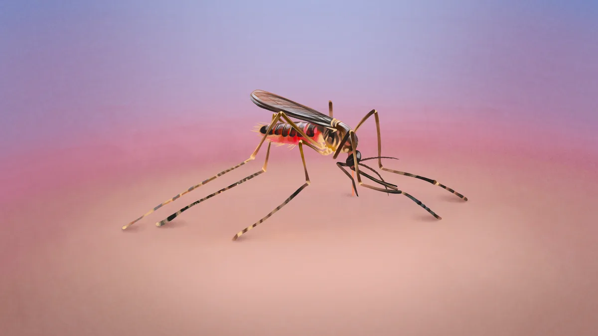 Malaria-Fälle in Frankfurt: Deutsche Mücke unter Verdacht