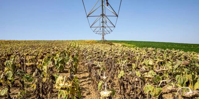 Mise à mal par une sécheresse historique, l’agriculture française souffre et s’inquiète pour son avenir