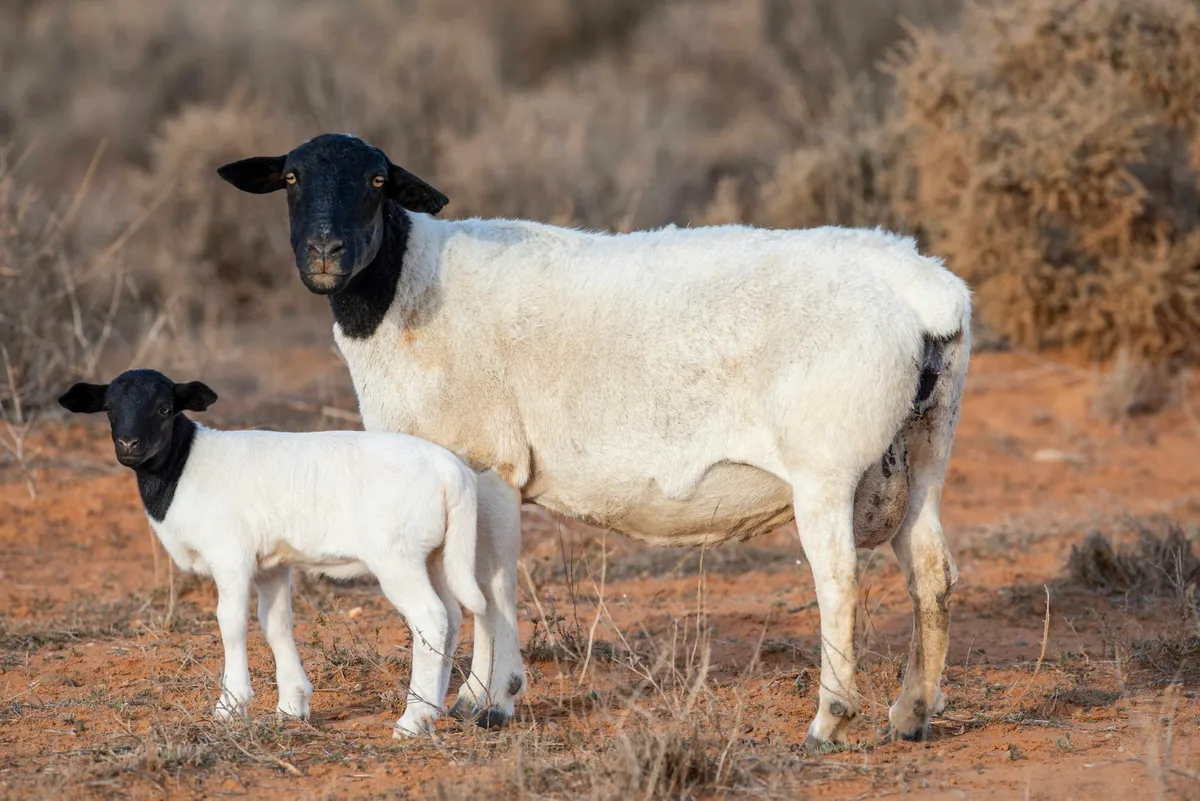 5,500 sheep were stolen from a remote farm. But most farm crime remains hidden