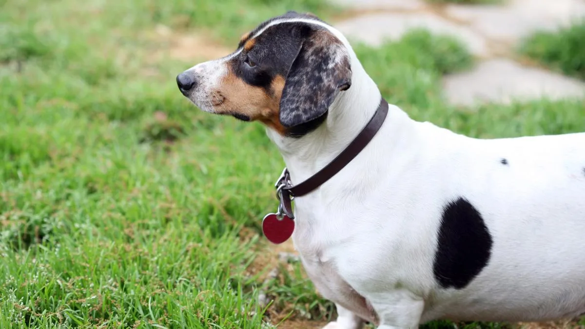 Ha muerto Tonet