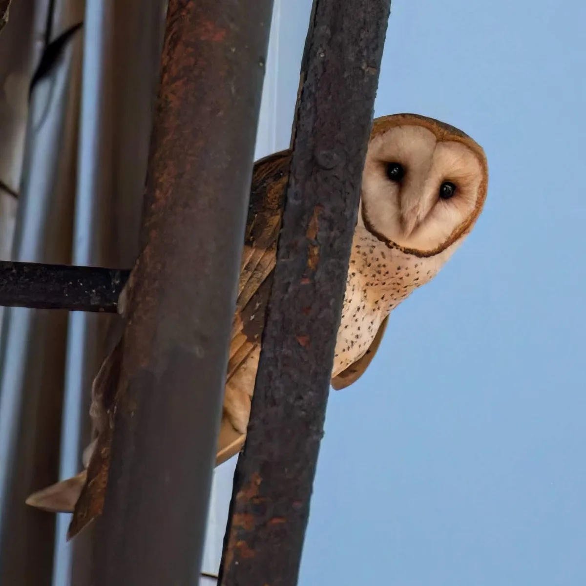 New York City’s Latest Famous Family Is a Hoot. Yes, They’re Barn Owls.