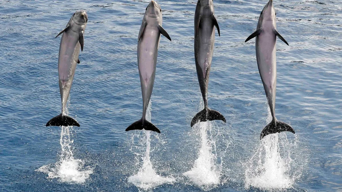 Dos belugas y cuatro delfines rescatados de Canadá llegan al Oceanogràfic de Valencia tras un complejo traslado