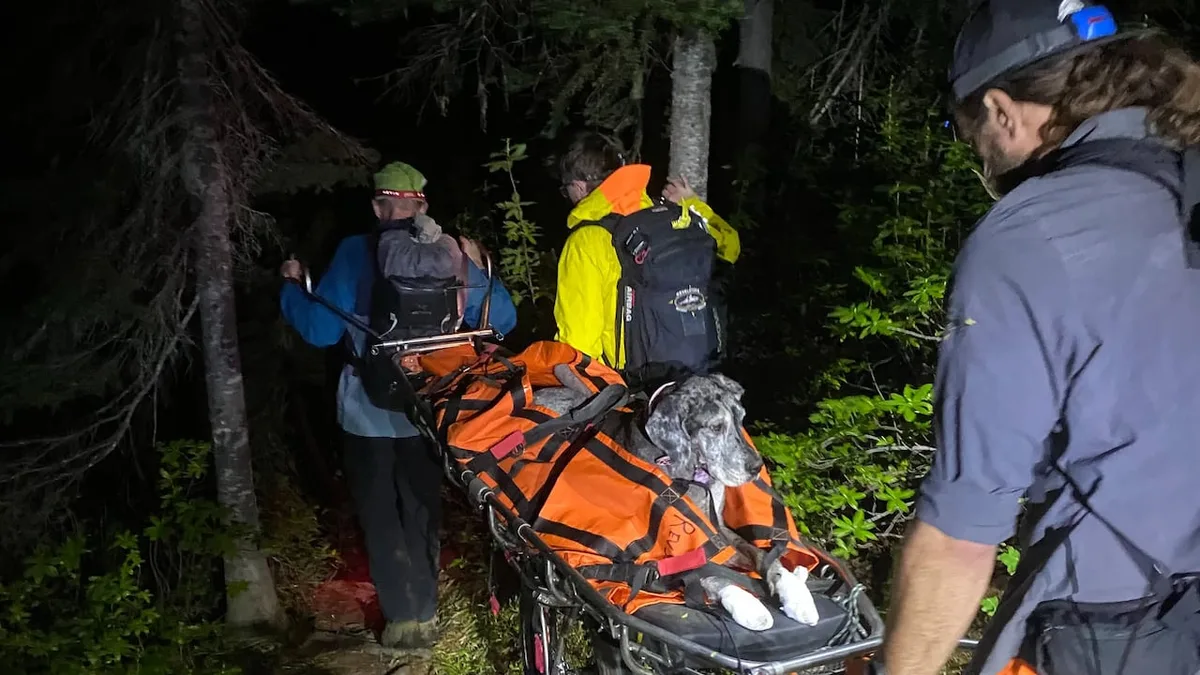 Great Dane gets stretcher ride down B.C. mountain after injuring paws