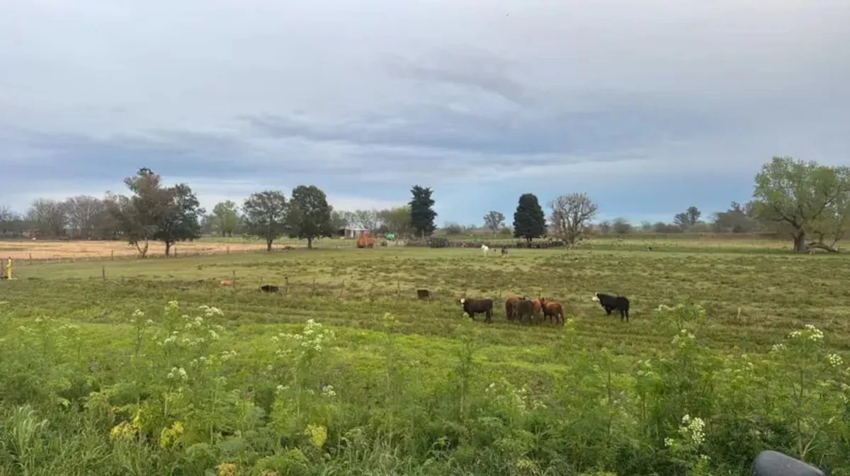 Vandalismo rural: le faenaron 7 vacas en su campo y le robaron casi una tonelada de carne