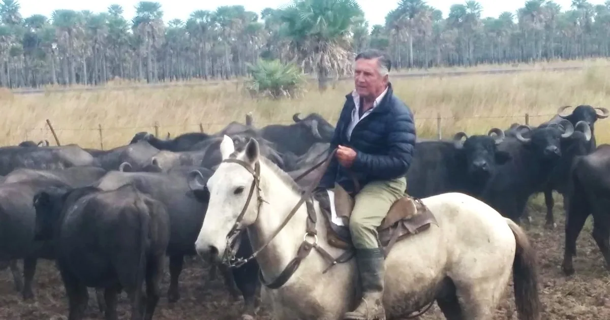 Cambió vacas por búfalas y cuadruplicó la producción de carne por hectárea