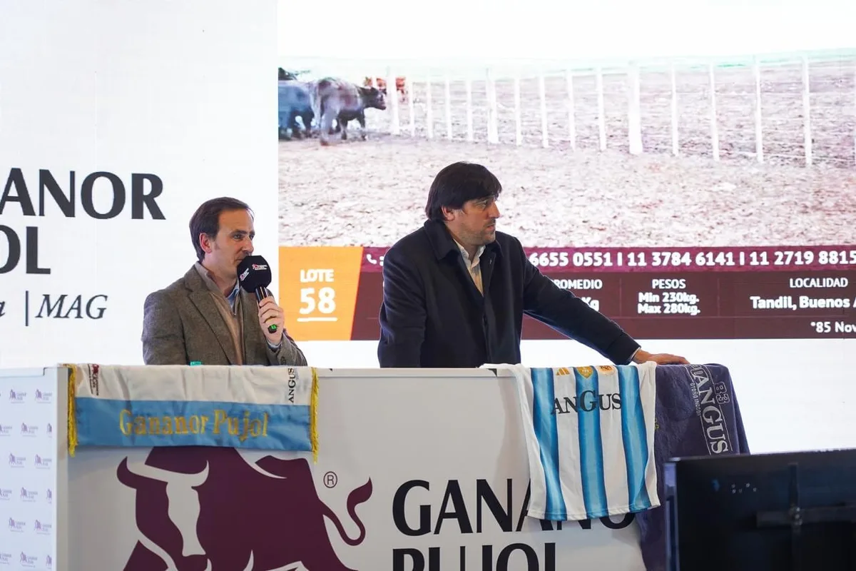 Remate ganadero: tendrá más de 12.000 cabezas la subasta de Galicia y Gananor Pujol