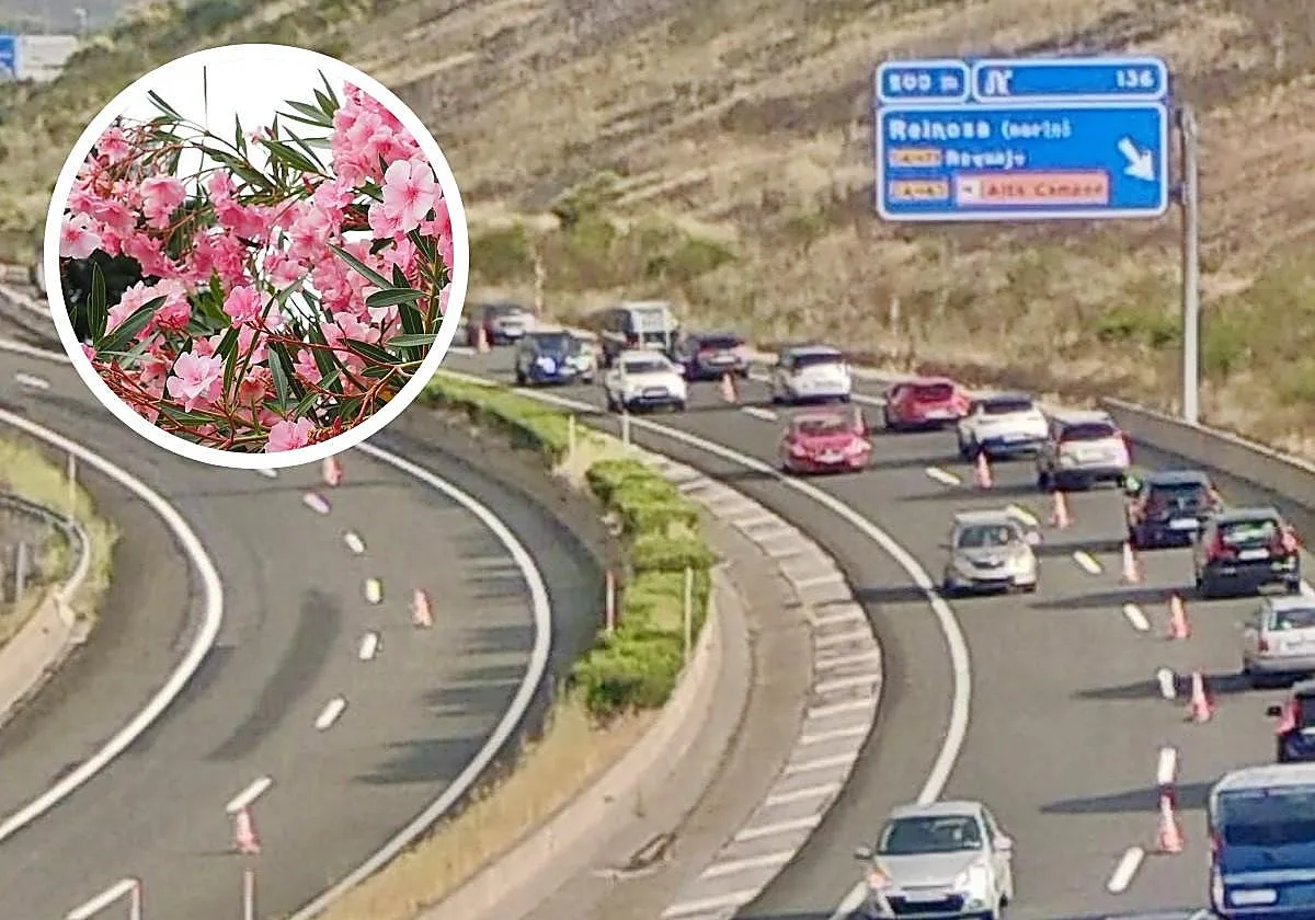 Las adelfas, la planta que casi ningún conductor sabe por qué se usa en las autovías