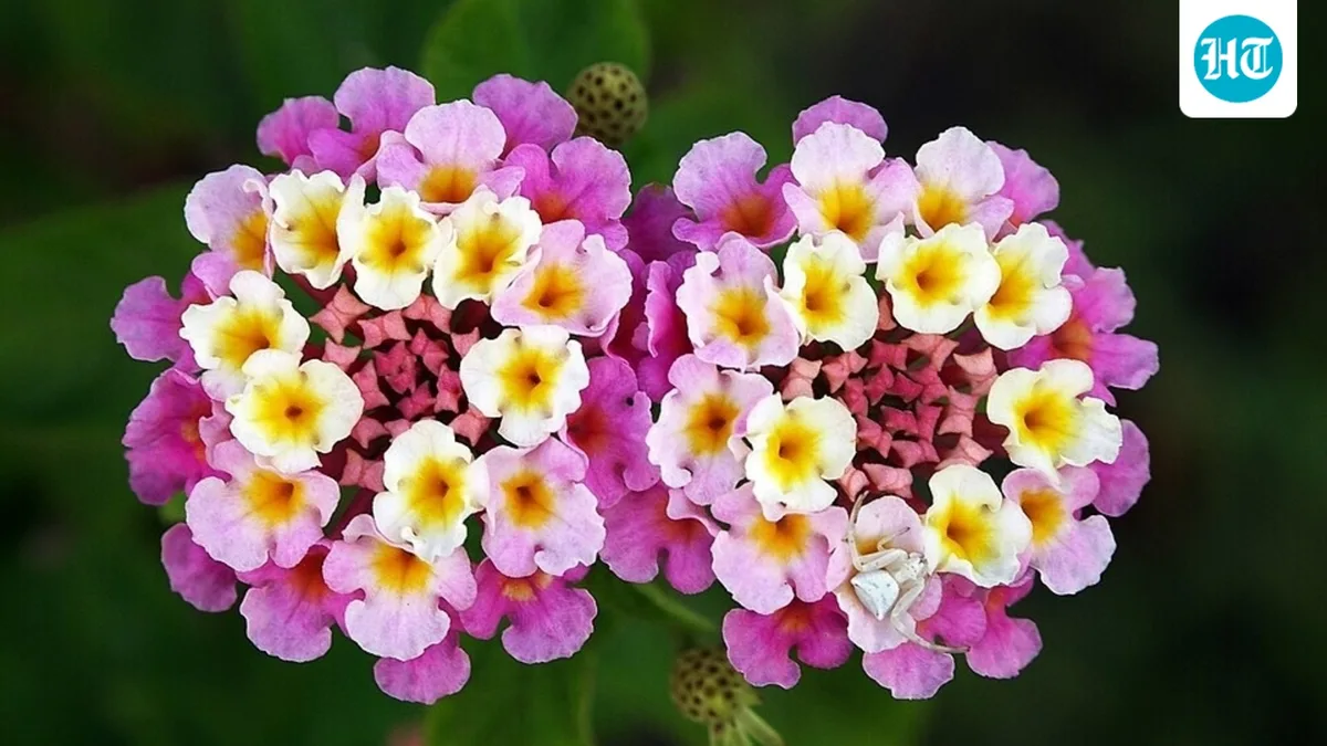 In the mid-1800s, lantana came to South African gardens; it spread over 2 million hectares and may use up to 97 million cubic meters of water a year