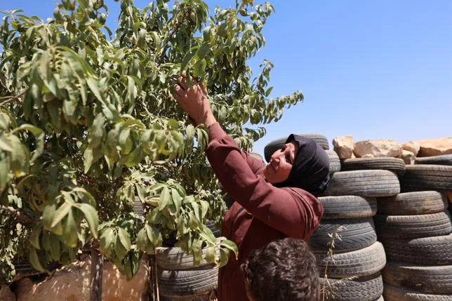 En Cisjordanie occupée, le sabotage agricole, l’autre arme des colons israéliens
