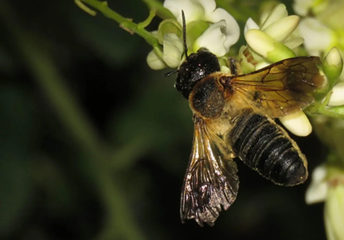 La abeja gigante que conquista las ciudades al calor de los árboles ornamentales