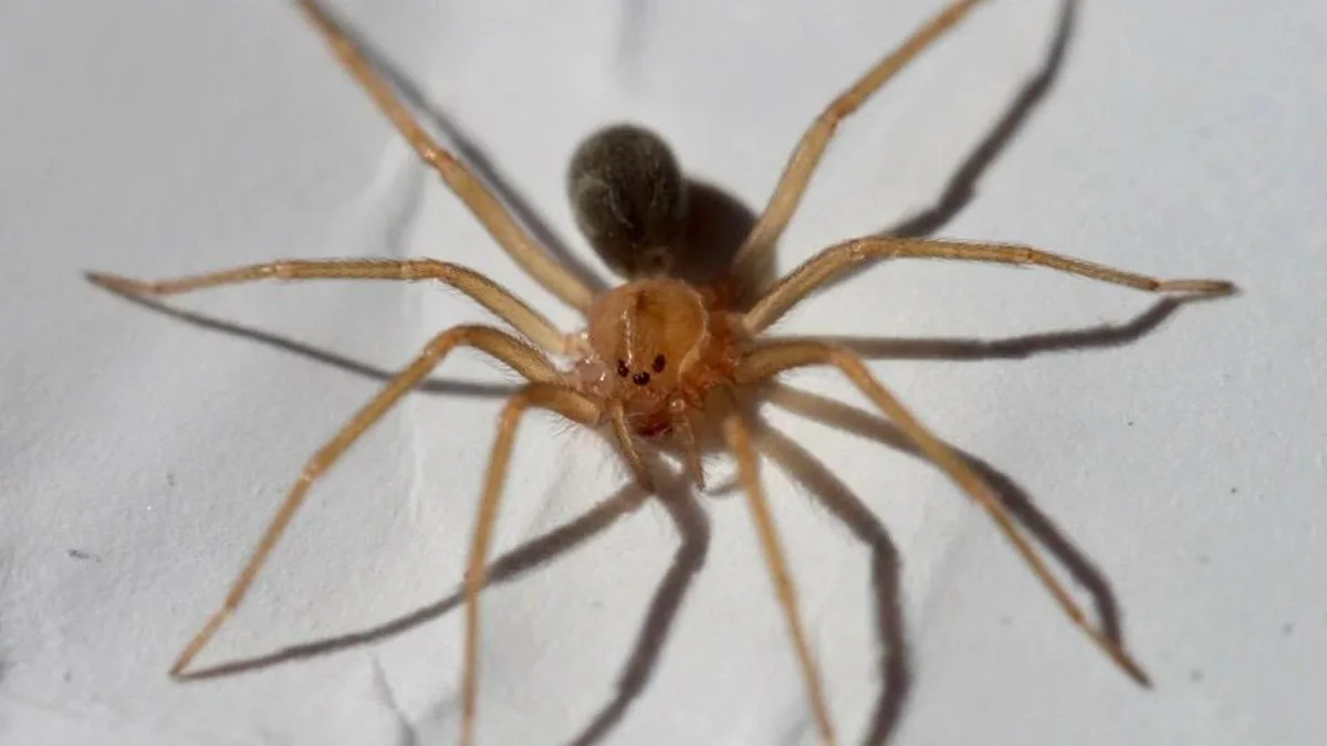 Araña casera: estos son los síntomas de alarma tras una mordedura, según especialistas del INS