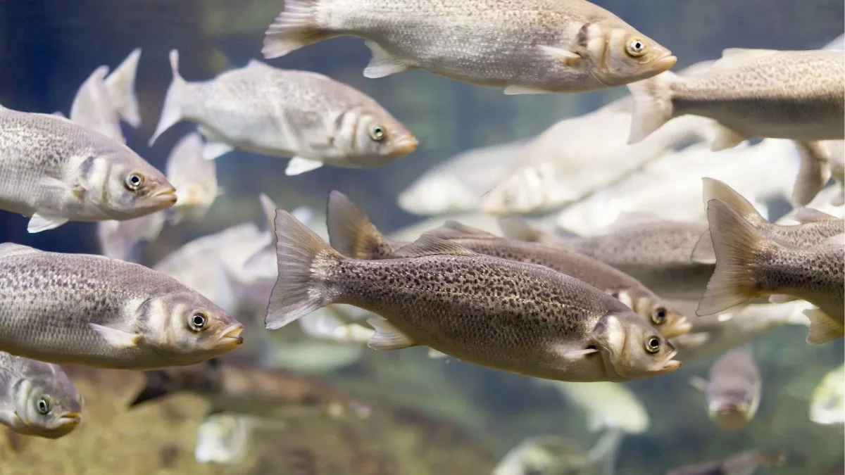 Startup cria modelo inovador para gestão de pesqueiros que promete aumentar a produtividade dos criadores de peixe em SC