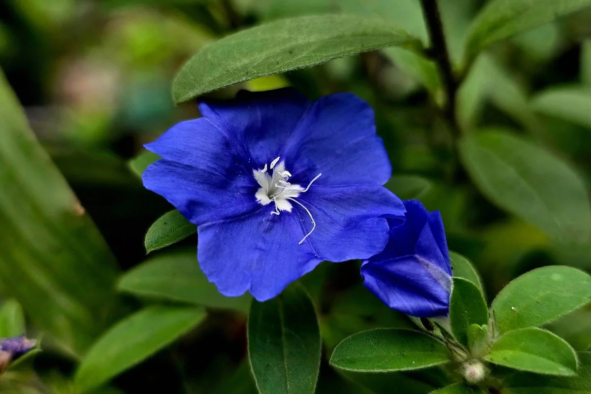 Como cultivar azulzinha