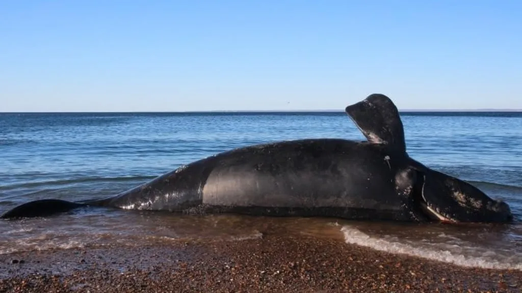 Hallan siete ballenas muertas en una semana en Puerto Madryn: investigan el impacto de la marea roja