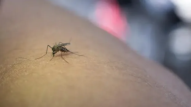 Italia ha registrado 312 casos de virus del Nilo este año, con 13 muertes
