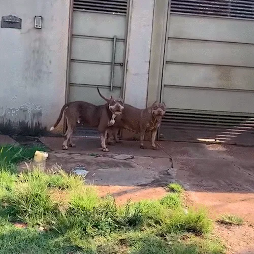 Perdidos, mas juntos: pitbulls são vistos lado a lado pelas ruas da Vila Nasser