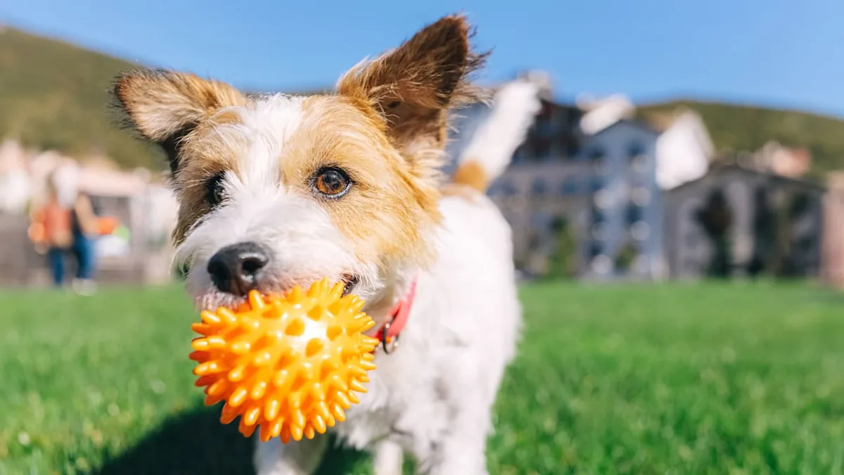 Freude oder Stress? - Warum uns Hunde ihr Spielzeug bringen