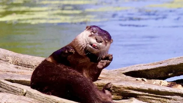 Rare river otter spotted in Niagara wetland, pointing to species' comeback in southwestern Ontario