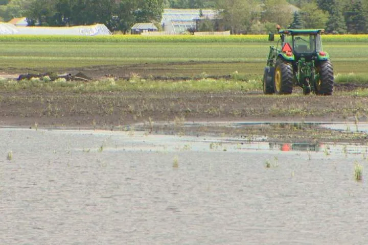 Harvest delayed across the Prairies as farmers deal with waterlogged fields