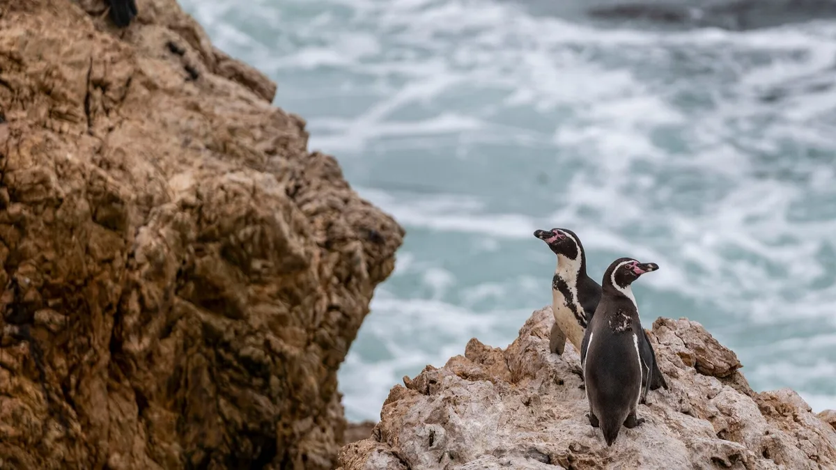 Dentro de una de las colonias de pingüinos más vulnerables de Perú
