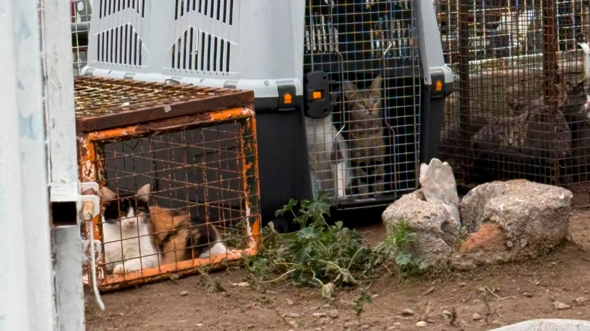 Chubut: la Justicia reconoció como sujetos de derecho a 23 gatos rescatados y ordenó que no vuelvan con su dueño
