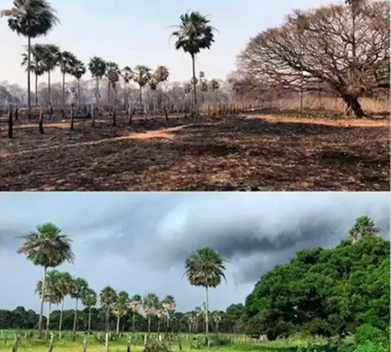 Incêndios causam mais perdas de carbono do que Pantanal consegue recuperar