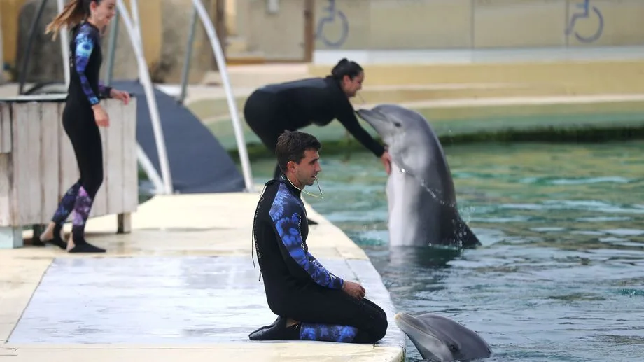 Zoo de Beauval : le parc du Loir-et-Cher renonce à accueillir les dauphins du Marineland d'Antibes