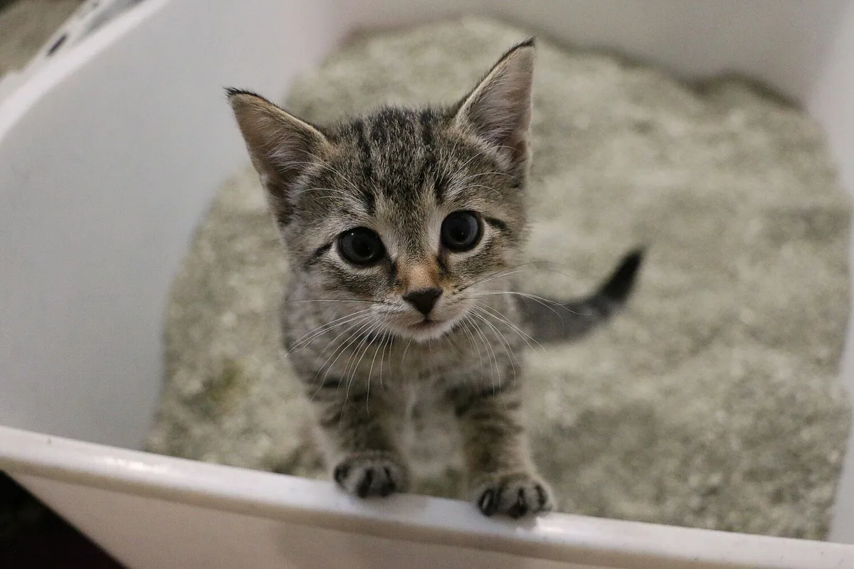 Como fazer com que um gato goste de si rapidamente