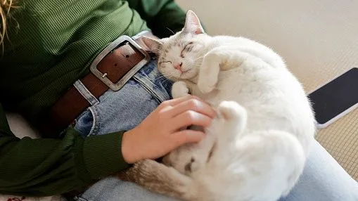La psicología dice que las personas que viven con gatos no son más extravagantes, sino que tienden a ser más abstractas